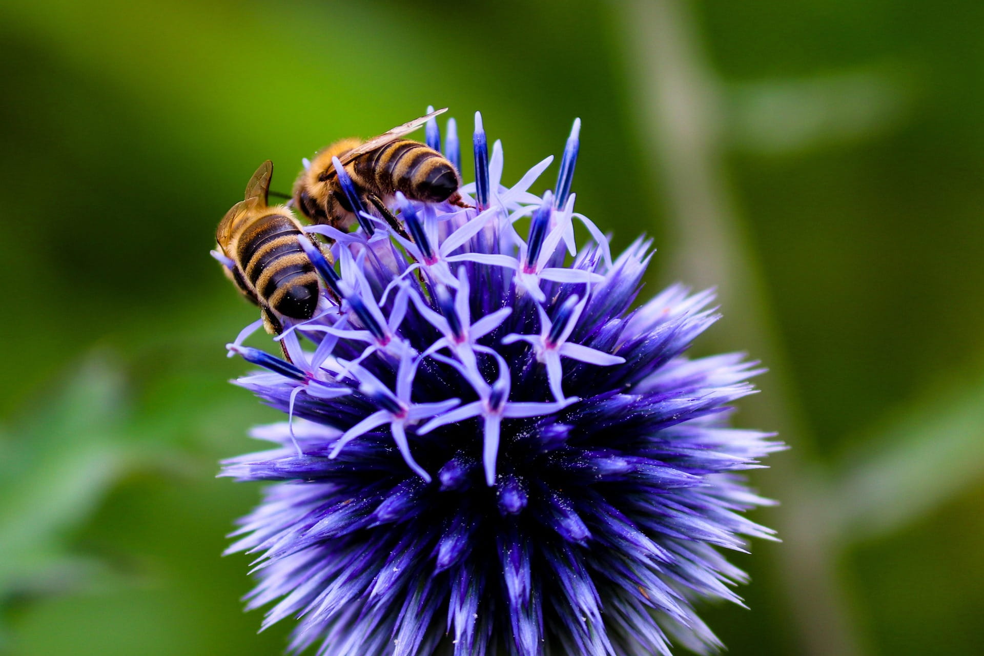 Bee Awareness Day at Lytham Hall Whats On in Lytham St Annes
